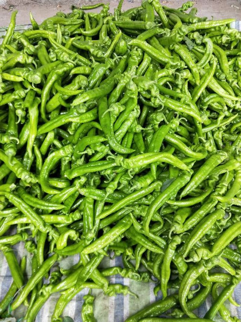 黑茄子！油豆！白豆！尖椒！白圆茄！麻辣椒