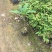 鸡蛋花苗