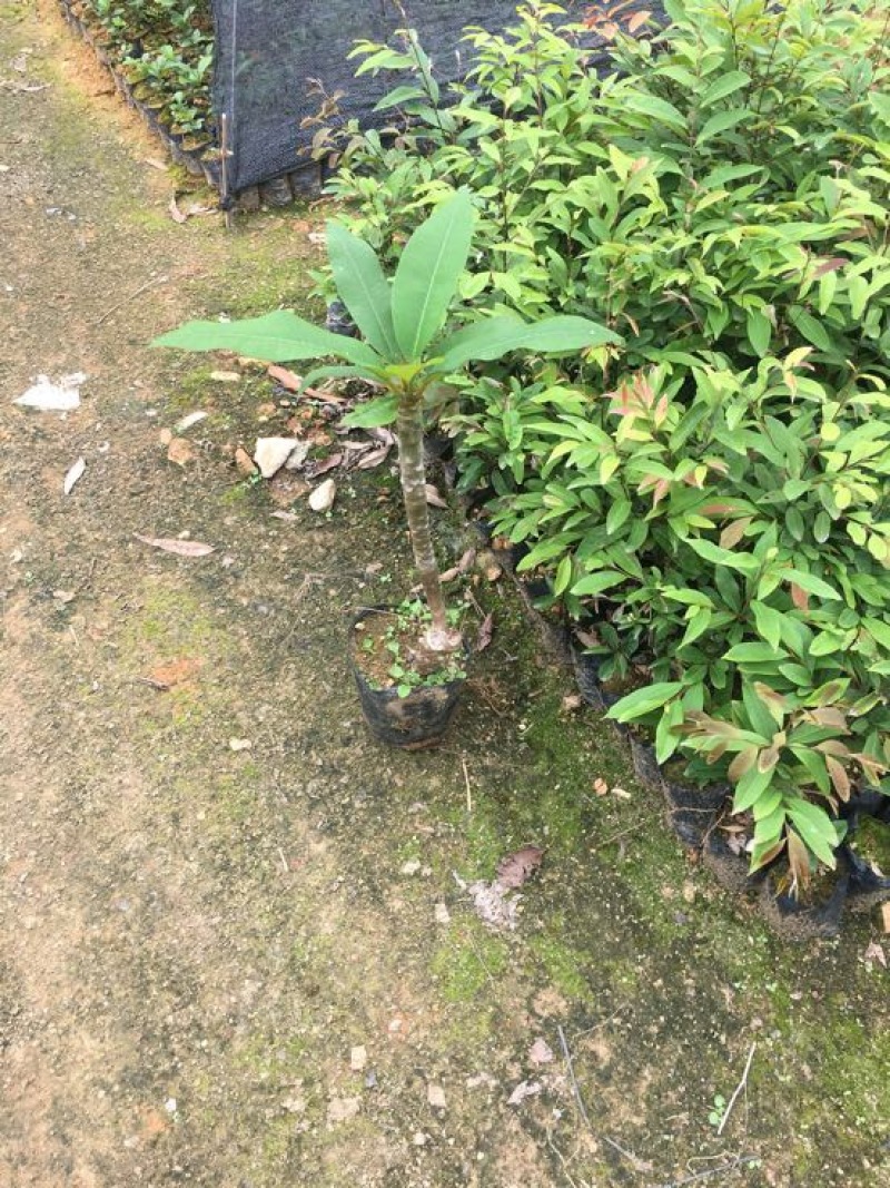 鸡蛋花苗