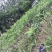 鸡蛋花苗