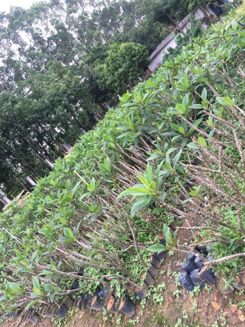鸡蛋花苗