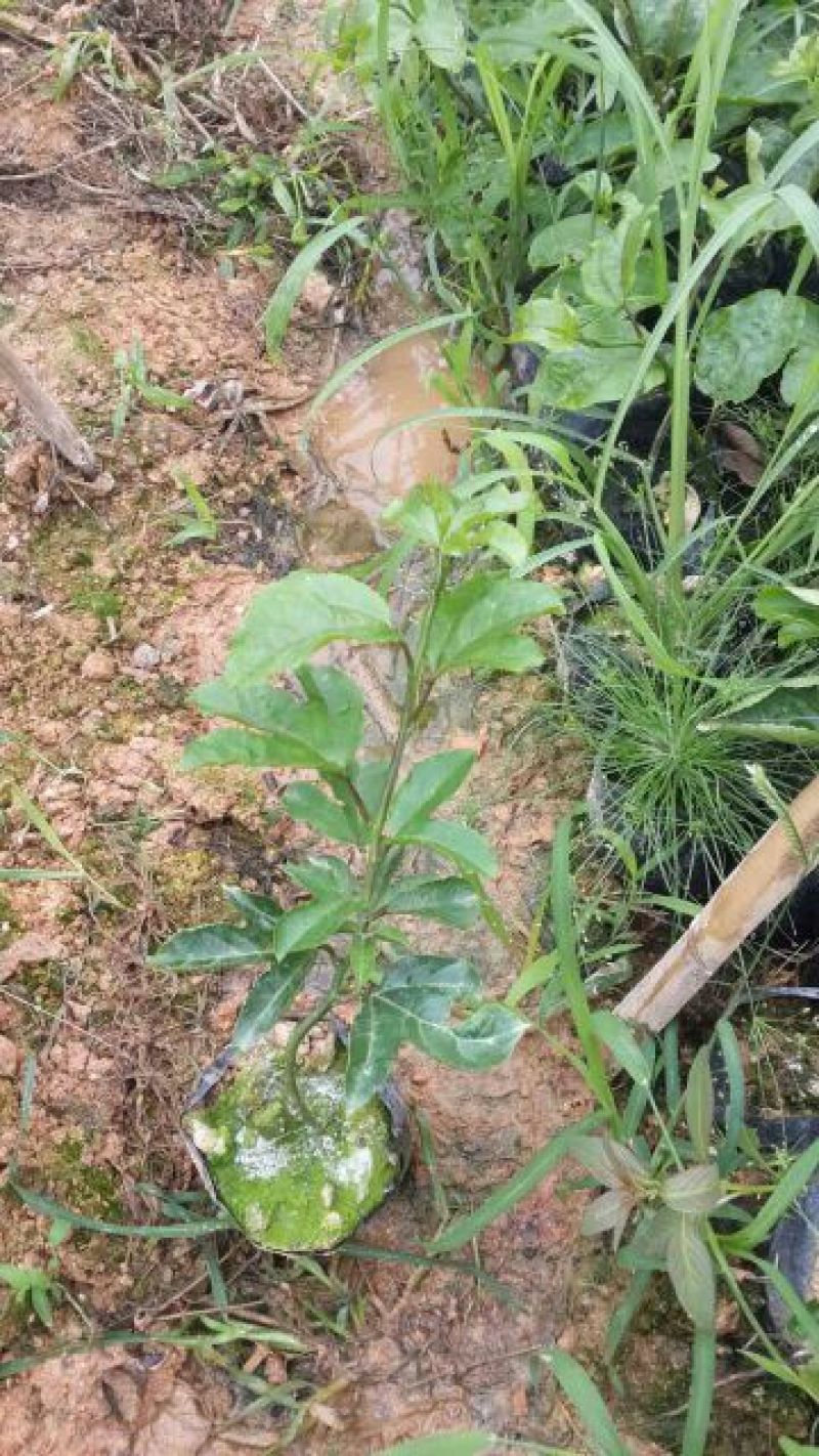 福建紫香一号百香果苗基地培育当年结果规格多样欢迎来电