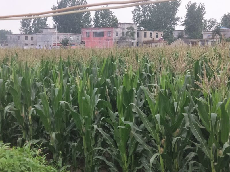 白糯玉米