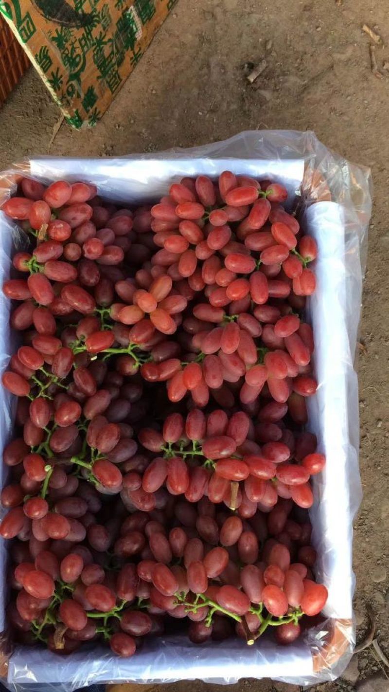 克伦森葡萄无籽提大量上市需要联系质量保证量大需要联系