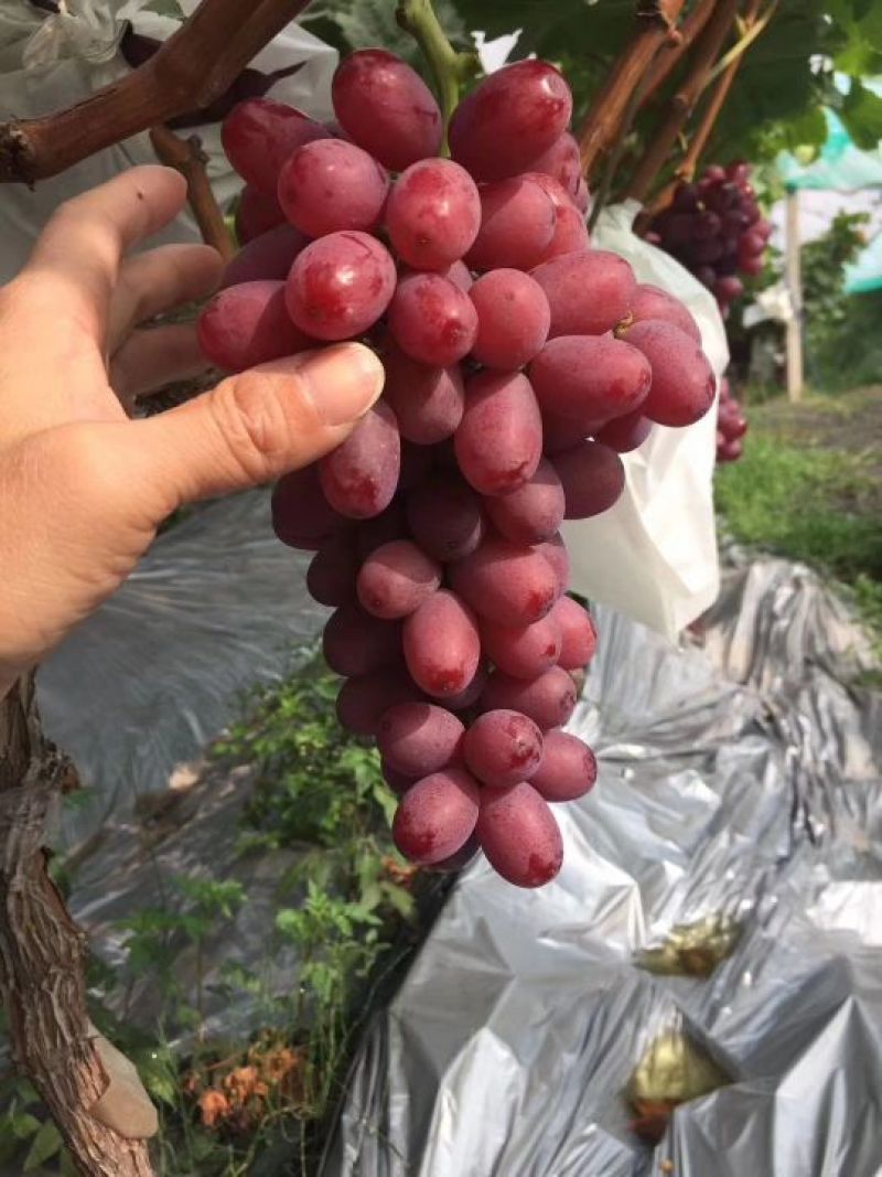 克伦森葡萄无籽提大量上市需要联系质量保证量大需要联系