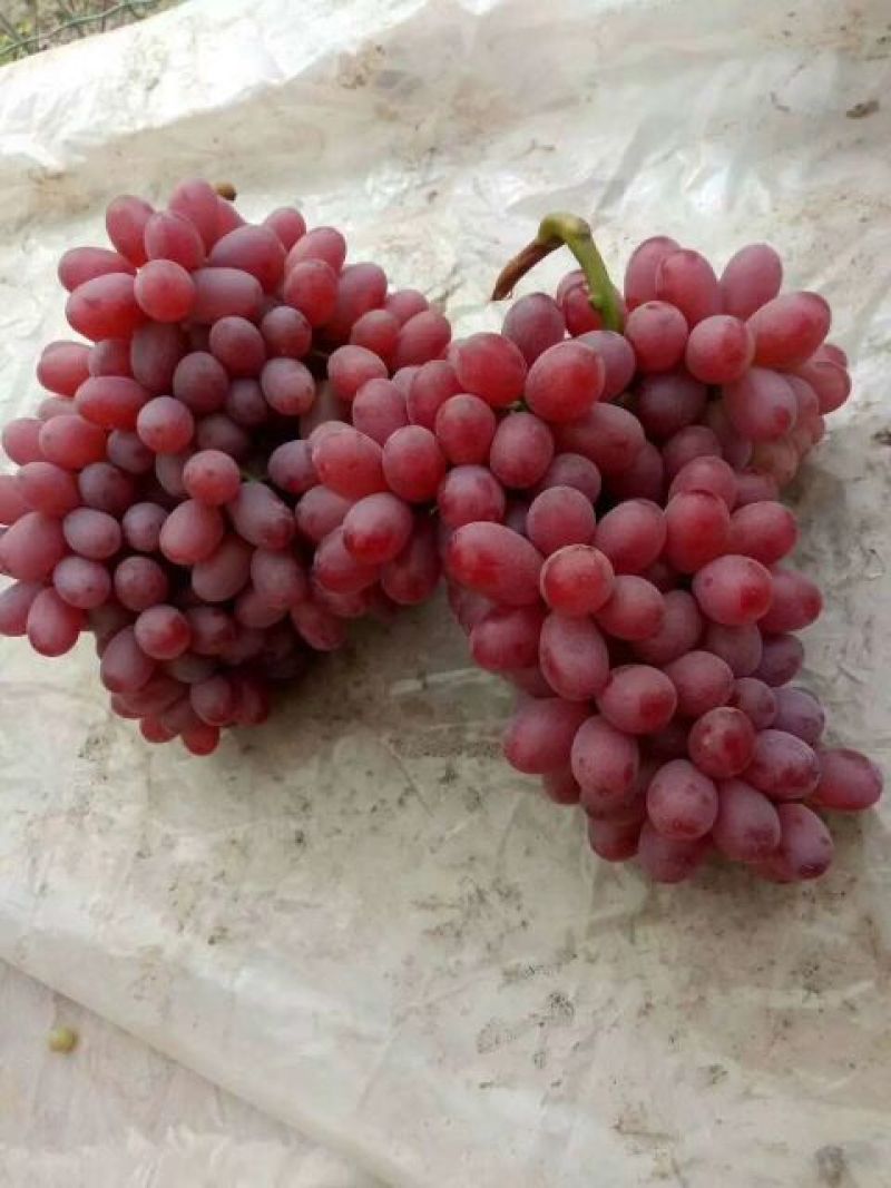 克伦森葡萄无籽提大量上市需要联系质量保证量大需要联系