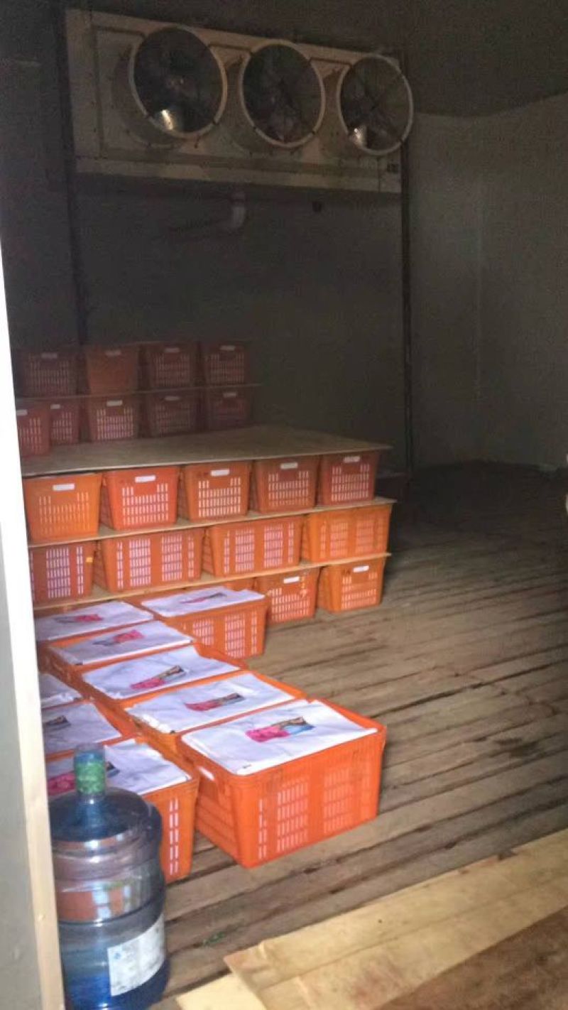 克伦森葡萄无籽提大量上市需要联系质量保证量大需要联系
