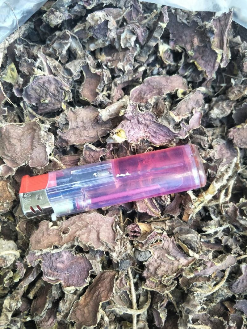 红景天，切片货