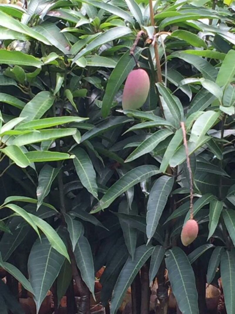 红贵妃芒果苗