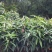 红贵妃芒果苗