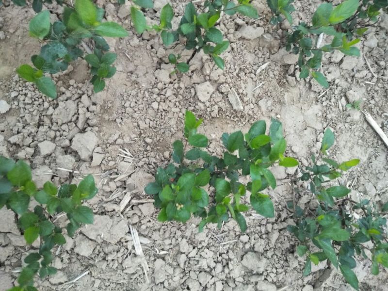 腺肋黑果花楸两三年种苗