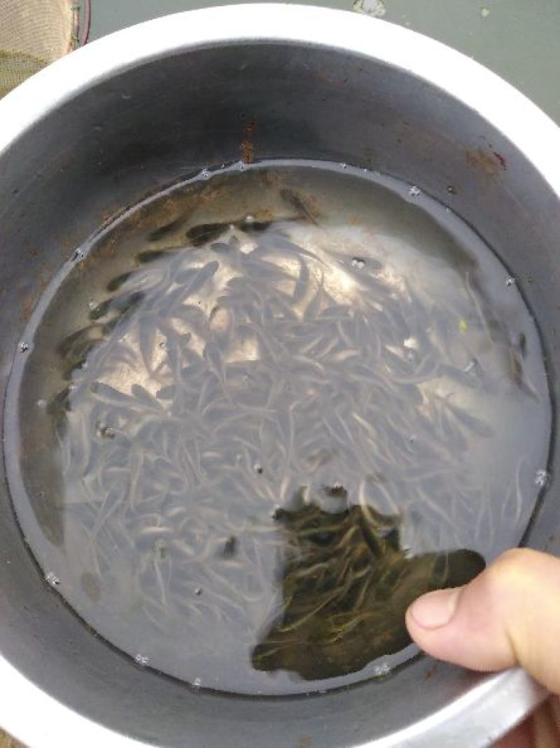 金边白乌鱼寸片