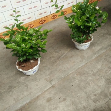 茉莉花不含盆3元一株