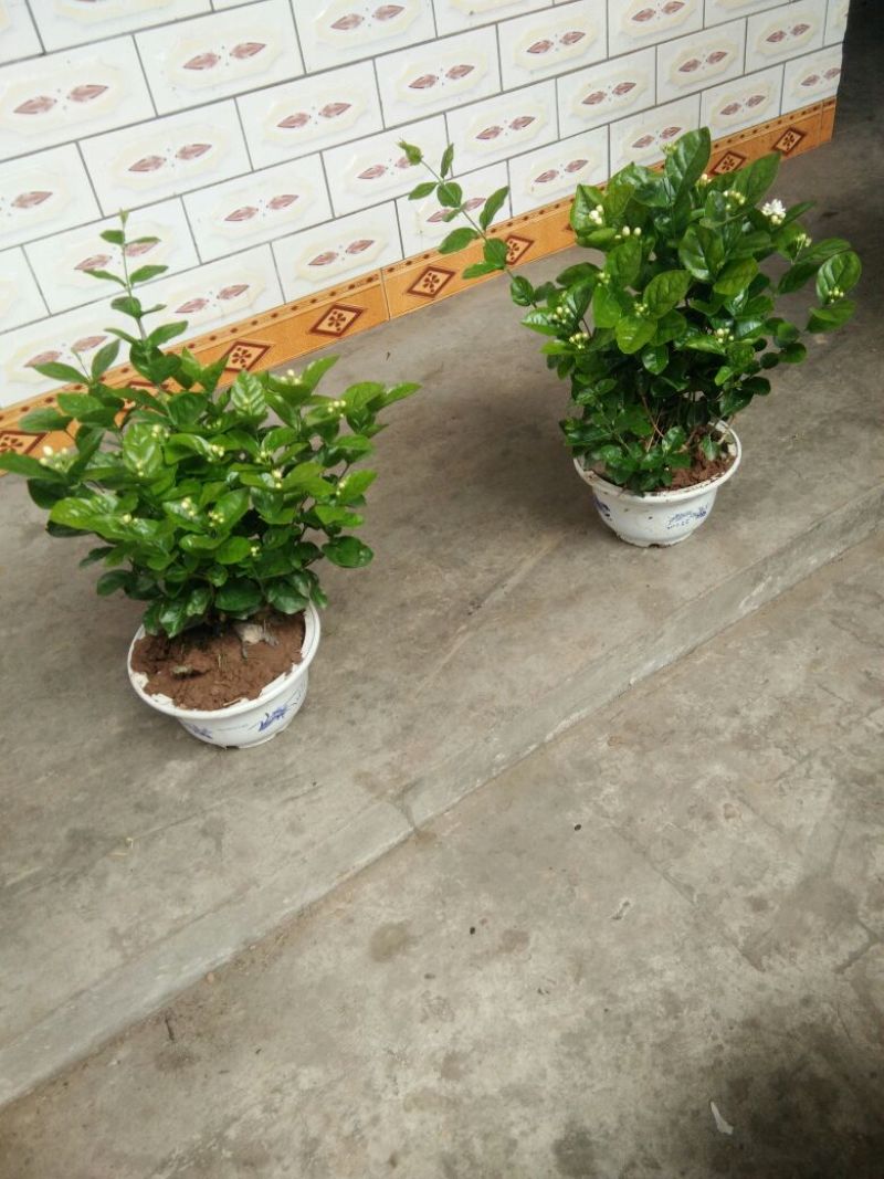 茉莉花不含盆3元一株