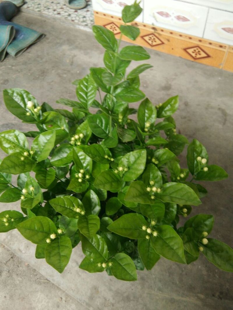 茉莉花不含盆3元一株