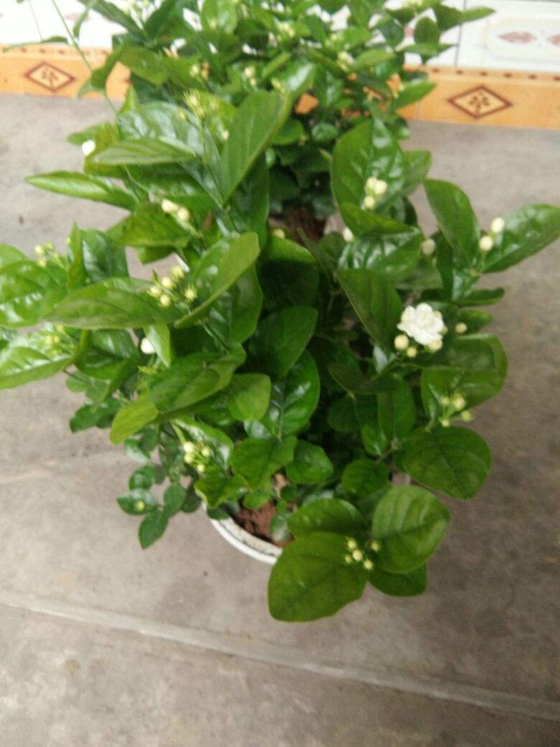 茉莉花不含盆3元一株