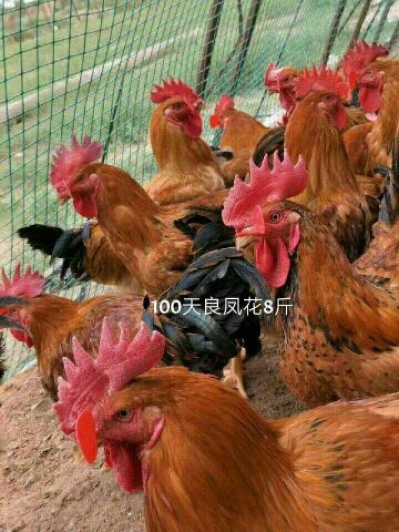 良凤花鸡苗【销量榜好货】《有经营许可证》买卖更放心