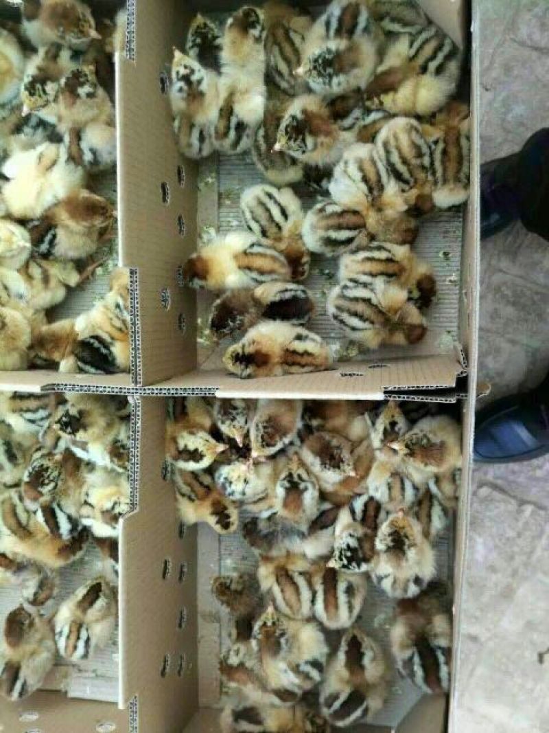 良凤花鸡苗【销量榜好货】《有经营许可证》买卖更放心