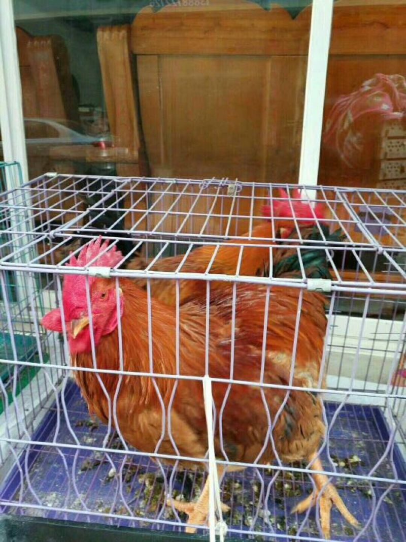 良凤花鸡苗【销量榜好货】《有经营许可证》买卖更放心