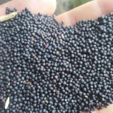 2018年新油菜籽