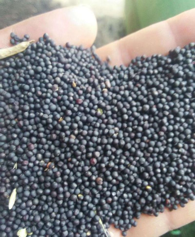 2018年新油菜籽