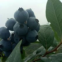 蓝莓6一10