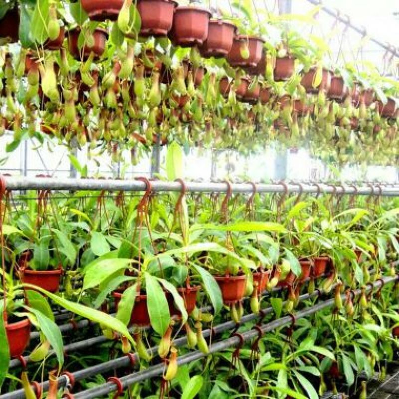 猪笼草盆栽包邮捕蝇食虫草室内桌面花卉绿植吃蚊子奇趣植