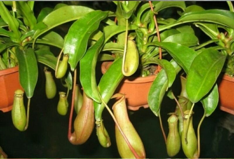 猪笼草盆栽包邮捕蝇食虫草室内桌面花卉绿植吃蚊子奇趣植