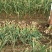 大蒜批发，