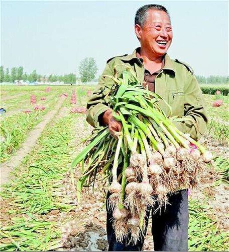 大蒜批发，