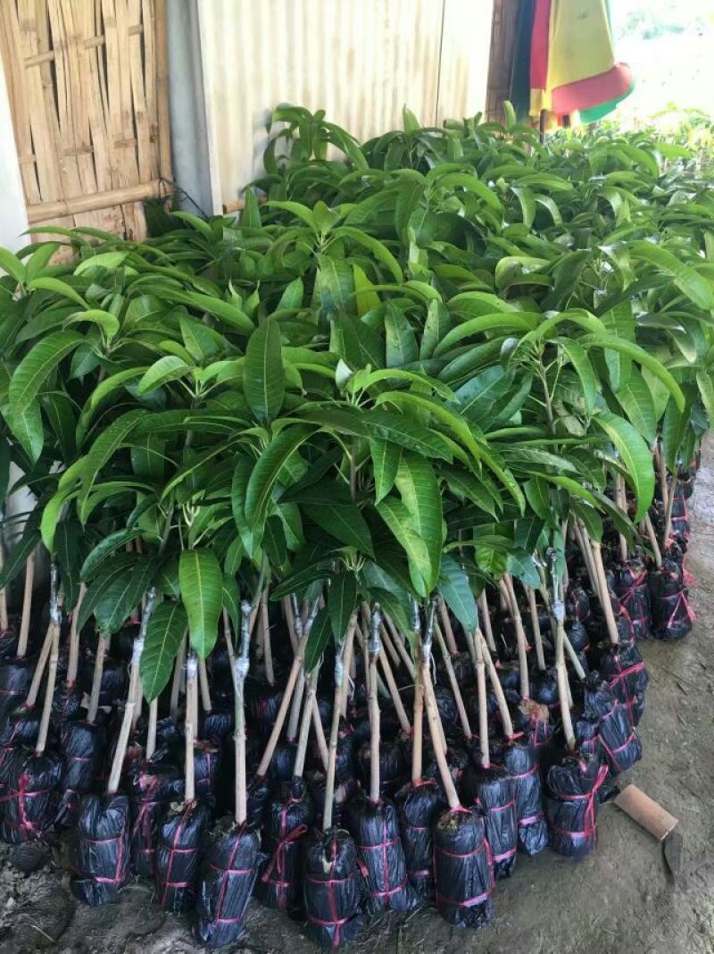 金煌芒树苗1m以下