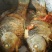 纯野生鲫鱼绝对的天然无公害食品假一罚万
