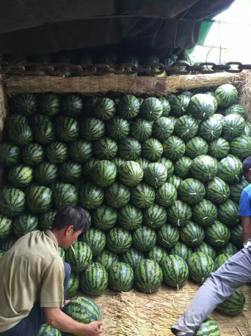 陕西大荔西瓜大量上市中，甜王西瓜