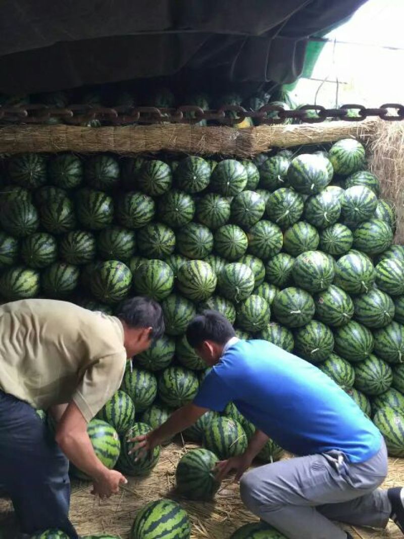 陕西大荔西瓜大量上市中，甜王西瓜