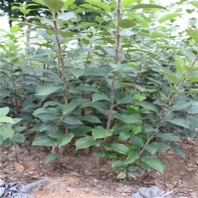 红富士苹果苗8号10号，可签合同，全部精品