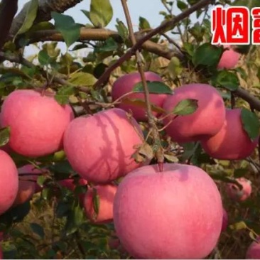 红富士苹果苗8号10号，可签合同，全部精品
