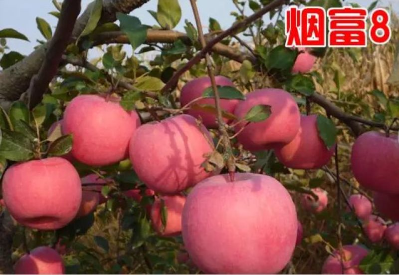 红富士苹果苗8号10号，可签合同，全部精品