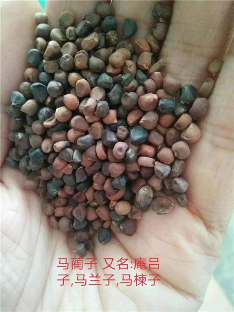 马蔺子