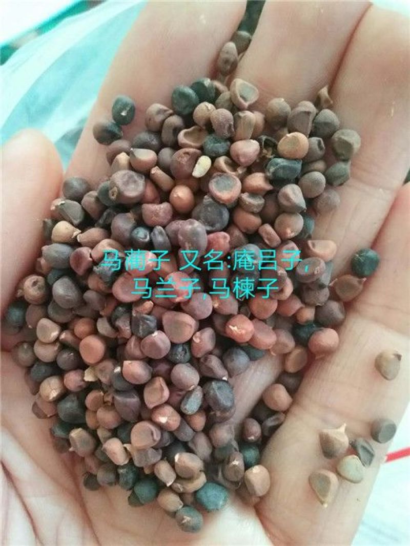 马蔺子