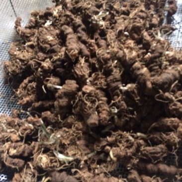 云南重楼干货统个
