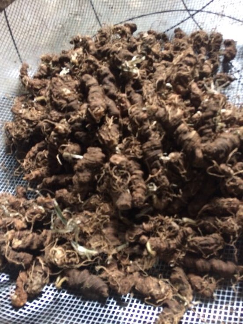 云南重楼干货统个