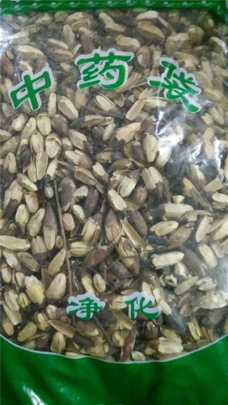 香椿果香椿子