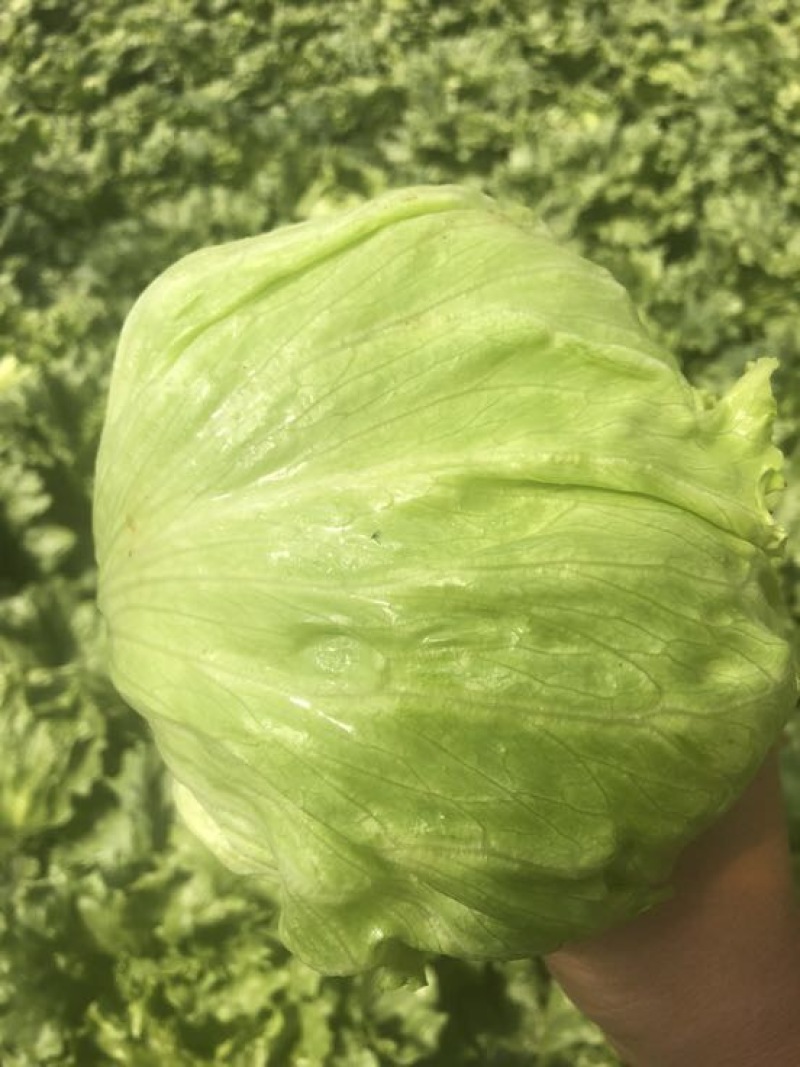 球生菜1斤以上