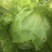 球生菜1斤以上