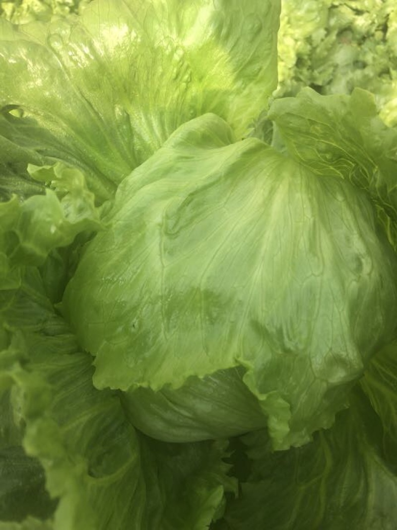 球生菜1斤以上