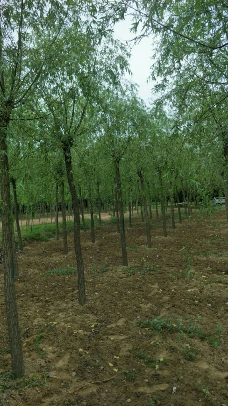 造型球出售