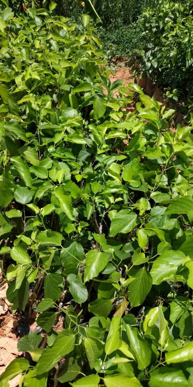 长果桑树苗20~30cm