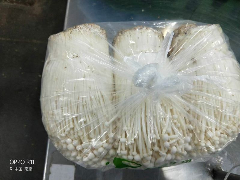 金针菇