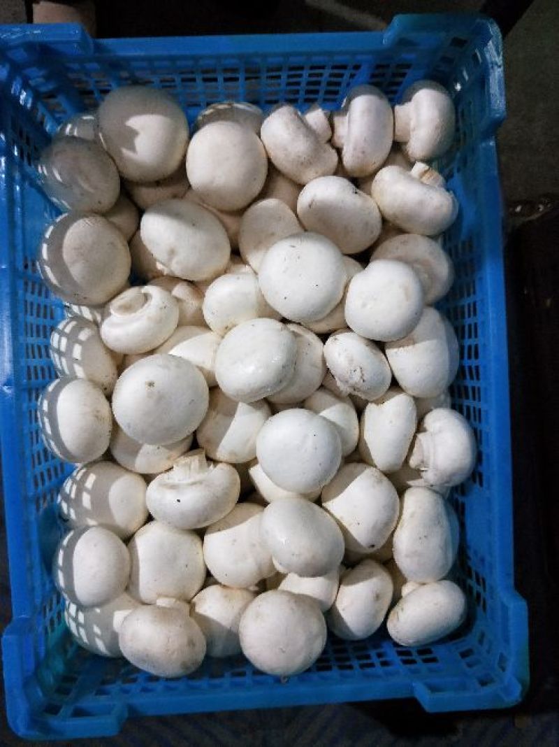 双孢菇