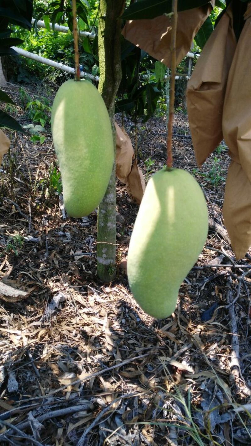 海南金煌芒果水仙芒果